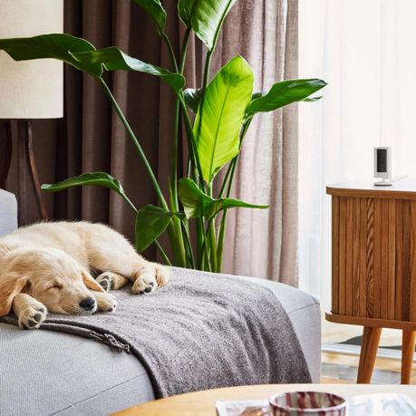 Ring Indoor Cam 2nd Gen Starlight